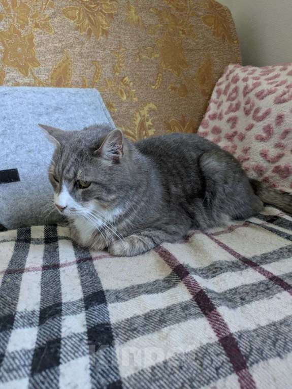 Кошки в Санкт-Петербурге: Кот в добрые руки Мальчик, Бесплатно - фото 3