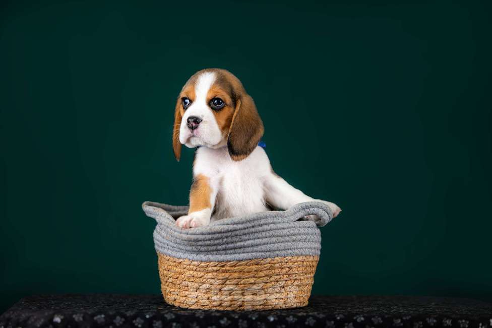 Собаки в Москве: Щенки Бигля питомник РКФ Мальчик, 60 000 руб. - фото 6