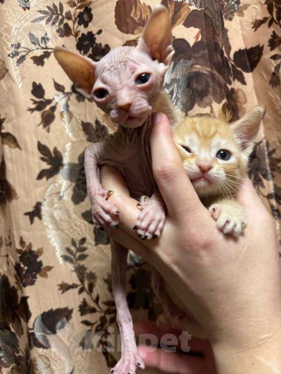 Кошки в Санкт-Петербурге: Котенок донского сфинкса Девочка, 15 000 руб. - фото 2