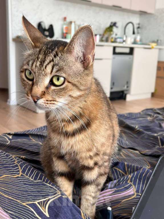 Кошки в других городах Ленинградской области: Маруся- в добрые руки Девочка, Бесплатно - фото 2