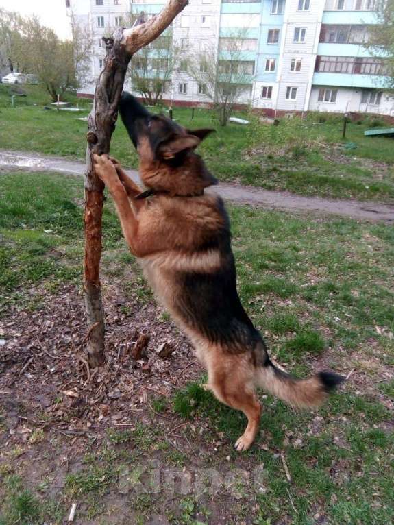 Собаки в Барнауле: Вязка, 1 руб. - фото 1