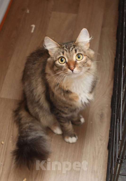 Кошки в Москве: Пушистая красотка Афина (3 г.) в дар Девочка, Бесплатно - фото 2