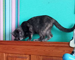 Кошки в Юрьеве-Польском: Ищут дом Девочка, Бесплатно - фото 4