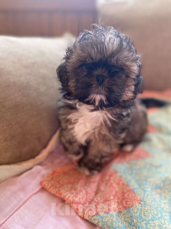 Собаки в Санкт-Петербурге: Великолепный золотой мальчик ши тцу Мальчик, 35 000 руб. - фото 1