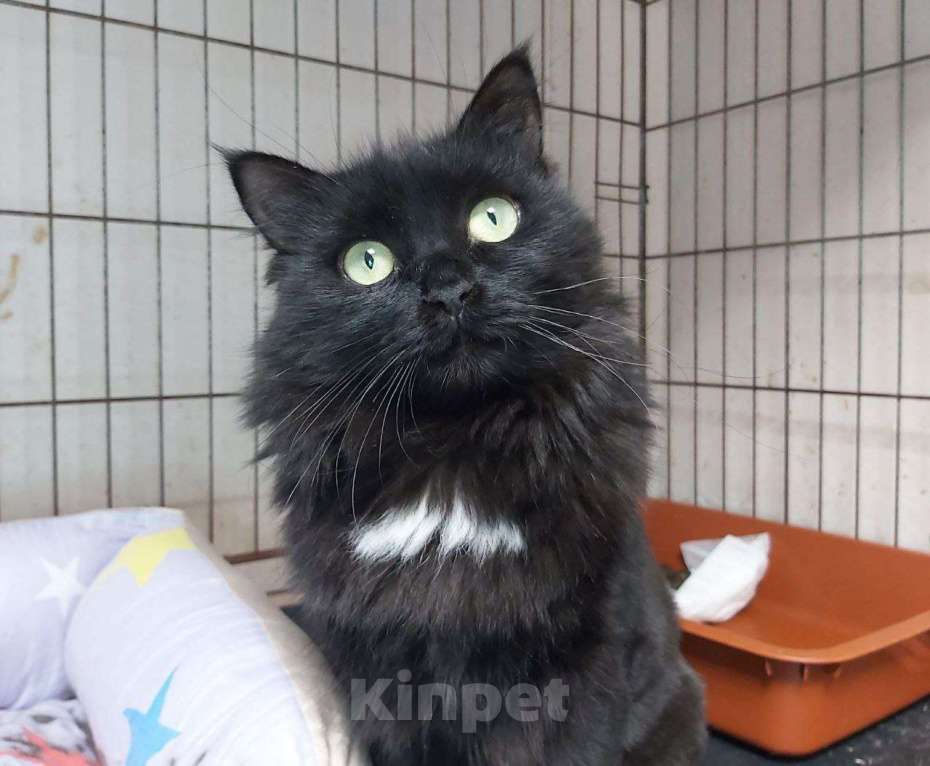 Кошки в Москве: Цицилия Девочка, Бесплатно - фото 7