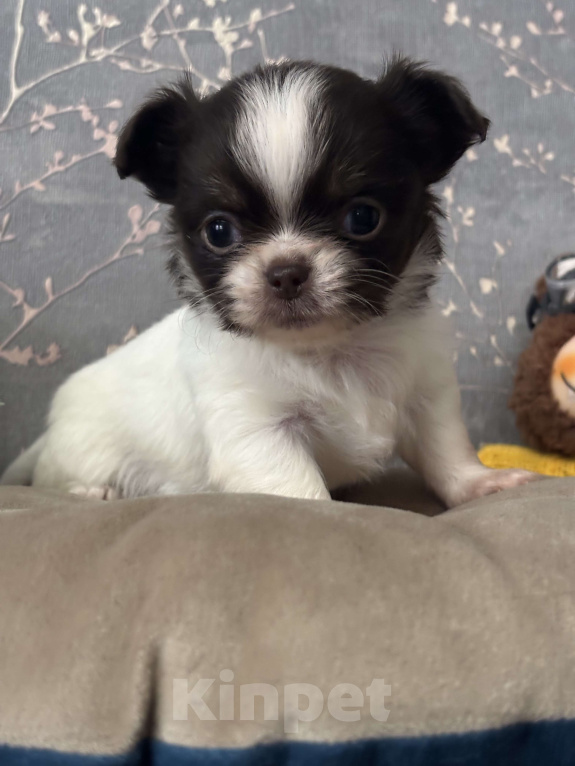 Собаки в Москве: Мини чихуахуа  Мальчик, 120 000 руб. - фото 6