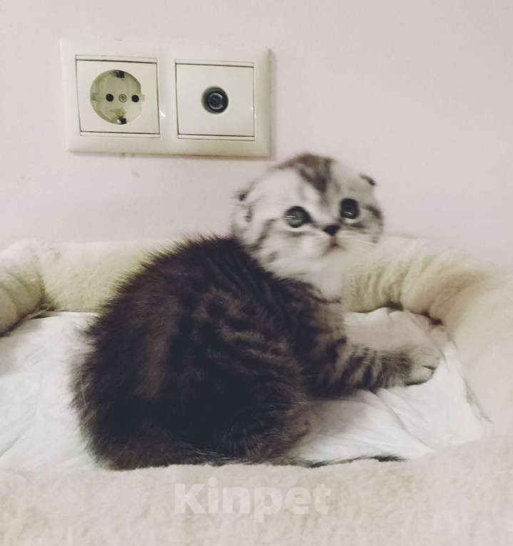 Кошки в Москве: Шотландские плюшевые детки Мальчик, 25 000 руб. - фото 9