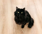 Кошки в Москве: Черный пушистый кот Гриша в добрые руки Мальчик, 1 руб. - фото 4