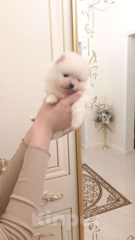 Собаки в Казани: Чистокровные помиранские шпицы Мальчик, 65 000 руб. - фото 4