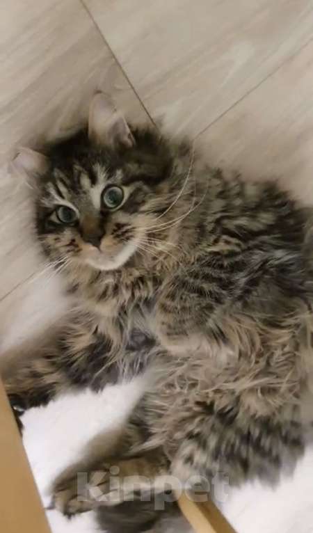 Кошки в Санкт-Петербурге: Котику Плюше нужен хозяин Мальчик, Бесплатно - фото 3