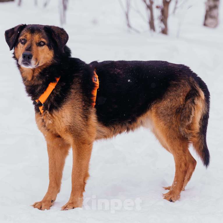 Собаки в Москве: Форд Мальчик, Бесплатно - фото 4