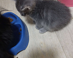 Кошки в других городах Московской области: Котёнок дымок Мальчик, Бесплатно - фото 1