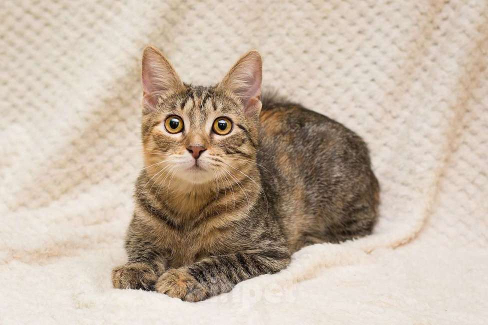 Кошки в Москве: Полосатая трехцветочка котёнок Теюшка в дар Девочка, 1 руб. - фото 6