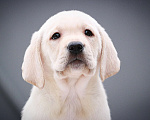 Собаки в Краснодаре: Лабрадоры от чемпионов Мальчик, 45 000 руб. - фото 3