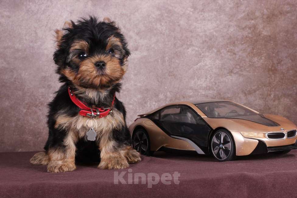 Собаки в Люберцах: Йоркширский терьер курносый  Юджет Мальчик, 50 000 руб. - фото 4