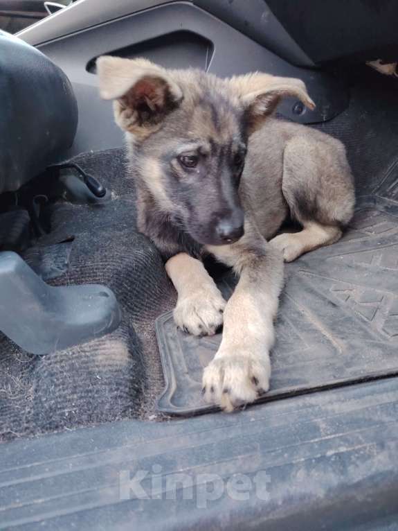 Собаки в Москве: Щенок в добрые руки! Мальчик, Бесплатно - фото 8