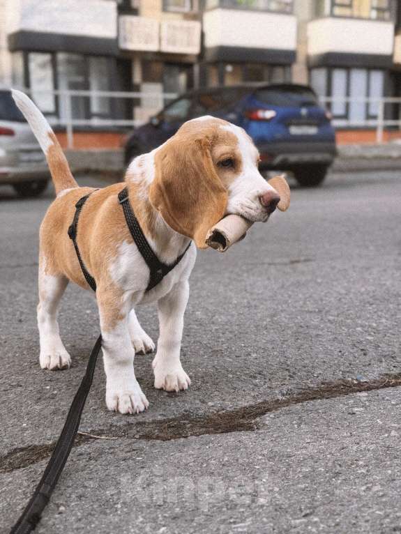 Собаки в Ростове-на-Дону: Щенок Бигль Мальчик, 60 000 руб. - фото 2