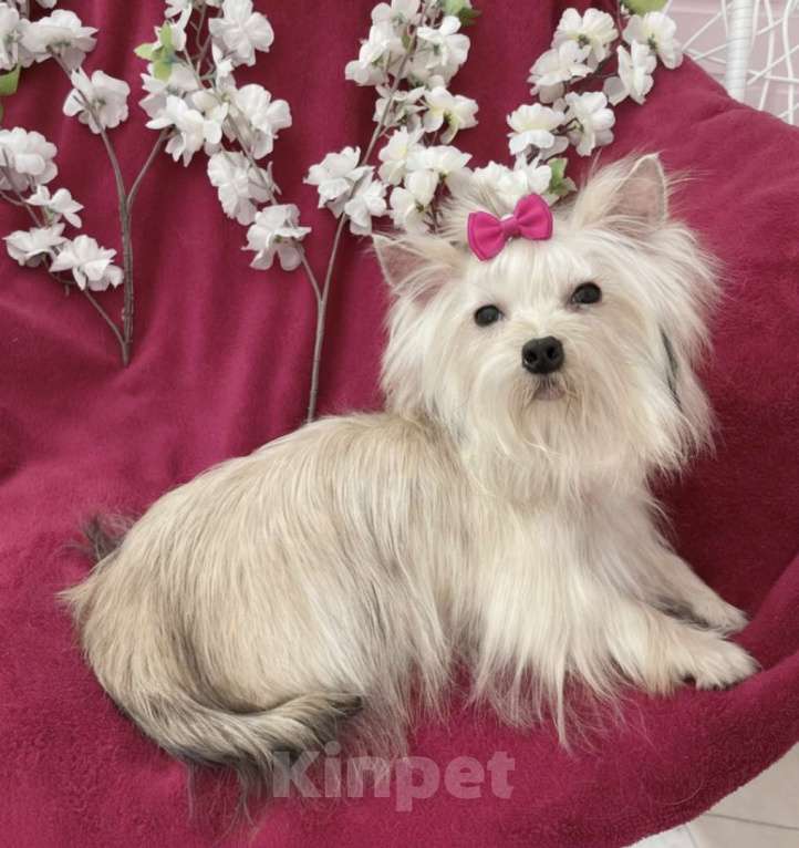 Собаки в Москве: Мини йорк девочка подрощенная золотая Девочка, 80 000 руб. - фото 7