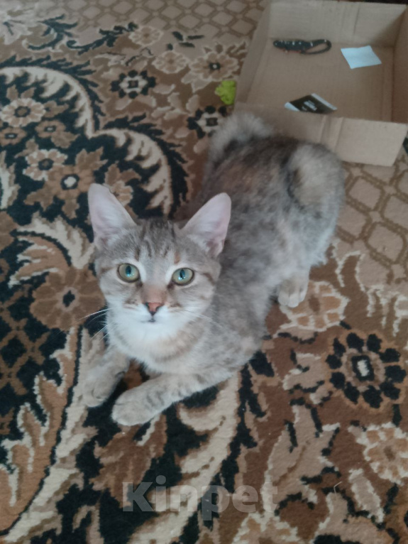 Кошки в других городах Курской области: Коты, кошки и котята В ДОБРЫЕ РУКИ ДАРОМ Разнополые, Бесплатно - фото 2