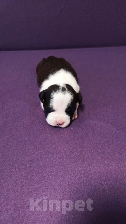 Собаки в Санкт-Петербурге: Девочки доступны к раннему бронированию Девочка, Бесплатно - фото 4