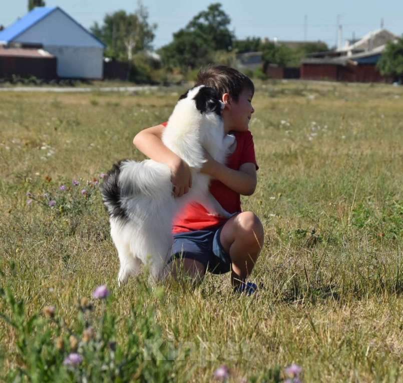 Собаки в Москве: Ненецкая оленегонная лайка. Сука Царица Томирис.  Девочка, 60 000 руб. - фото 8