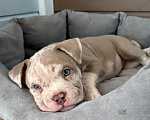 Собаки в других городах Московской области: Девочка AMERICAN BULLY 🔥🔥🔥 Девочка, 120 000 руб. - фото 5