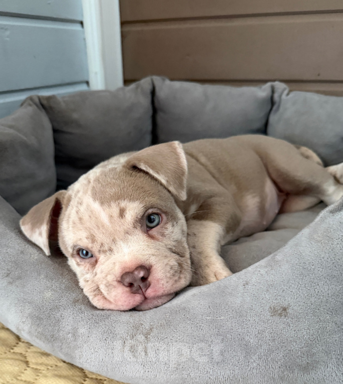 Собаки в других городах Московской области: Девочка AMERICAN BULLY 🔥🔥🔥 Девочка, 120 000 руб. - фото 5
