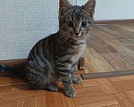 Кошки в Ивантеевке: Без клички  Мальчик, Бесплатно - фото 1