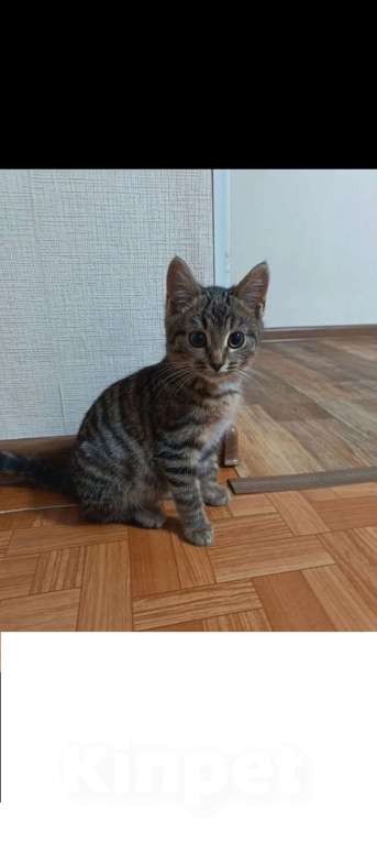 Кошки в Ивантеевке: Без клички  Мальчик, Бесплатно - фото 1