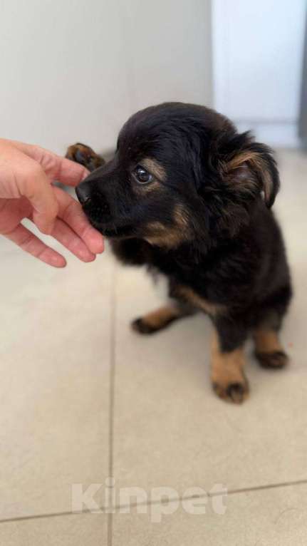Собаки в других городах Московской области: Малыш Чип ищет родителей  Мальчик, Бесплатно - фото 4