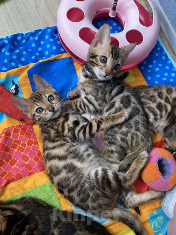 Кошки в других городах Московской области: Бенгальские котята Девочка, 40 000 руб. - фото 9