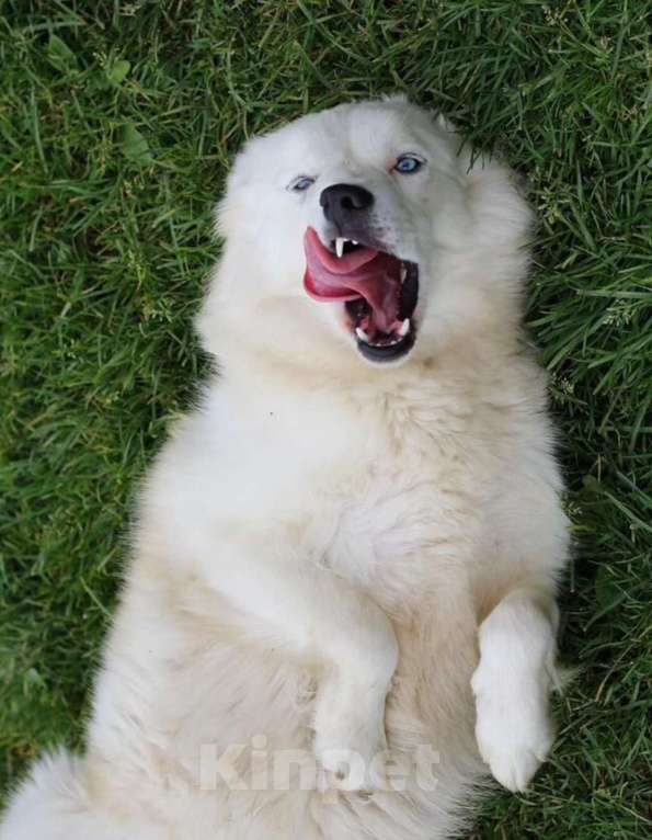 Собаки в других городах Московской области: Красивый белоснежный пес в добрые руки бесплатно Мальчик, Бесплатно - фото 3