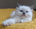 Кошки в Москве: Рэгдолл девочки Девочка, 80 000 руб. - фото 6