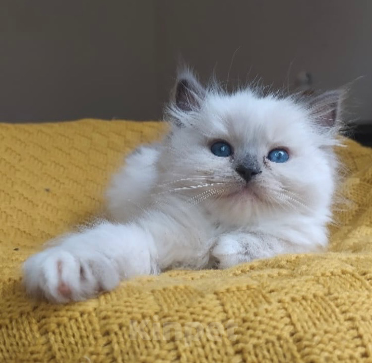 Кошки в Москве: Рэгдолл девочки Девочка, 80 000 руб. - фото 6