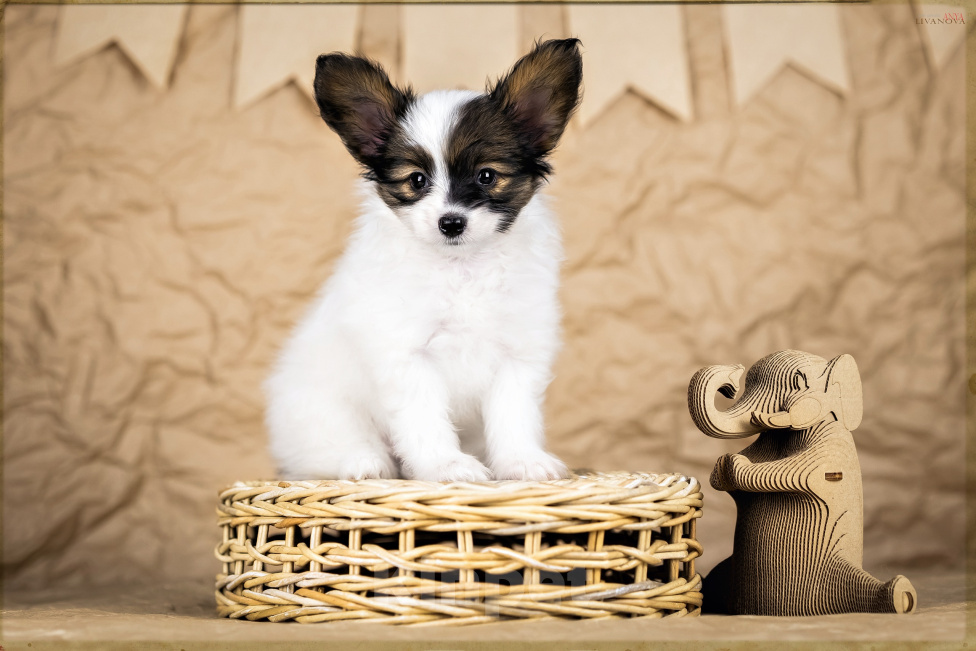 Собаки в Рыбинске: 🐶 Продаётся щенок континентального той‑спаниеля (папильон)! 🐶 Мальчик, 70 000 руб. - фото 1