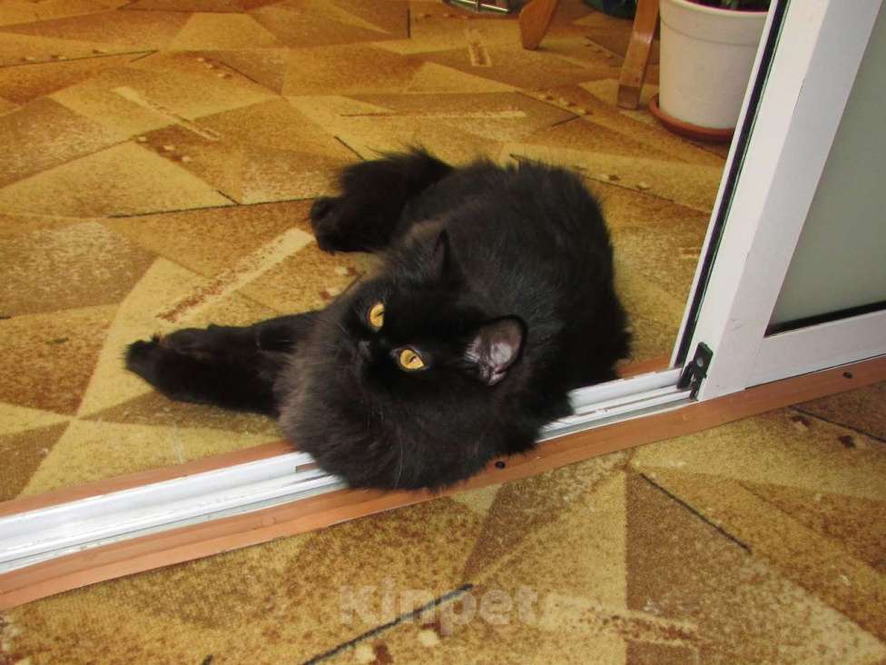 Кошки в Санкт-Петербурге: Шотландская кошечка по цене кастрации Девочка, 10 000 руб. - фото 5