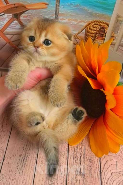 Кошки в Москве: Шотландские котята Девочка, 35 000 руб. - фото 8