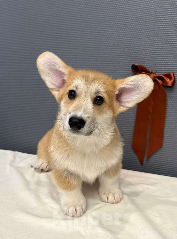 Собаки в Кургане: Щенок вельш корги пемброк, кобель Мальчик, 40 000 руб. - фото 3