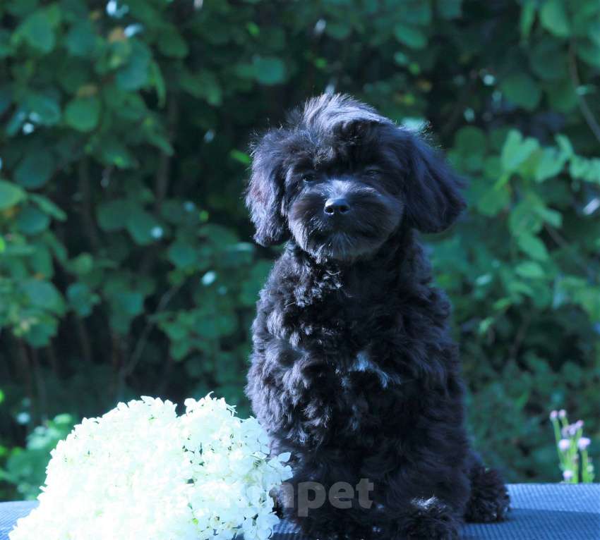 Собаки в Москве: мальтипу Ф1 щенки Девочка, 90 000 руб. - фото 2