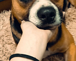 Собаки в Москве: Собака в добрые руки. Джексон Мальчик, Бесплатно - фото 3
