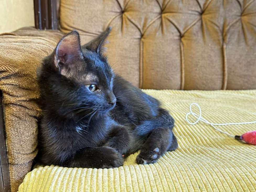 Кошки в Москве: Я очень жду мою маму Мальчик, Бесплатно - фото 5