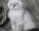 Кошки в Кирове: Чудесный котик Мальчик, Бесплатно - фото 3