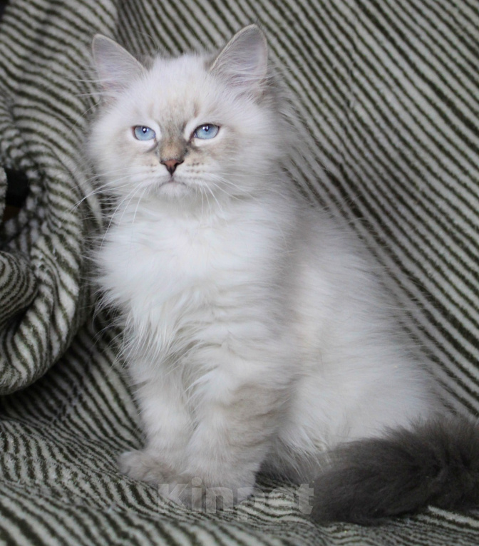 Кошки в Кирове: Чудесный котик Мальчик, Бесплатно - фото 3