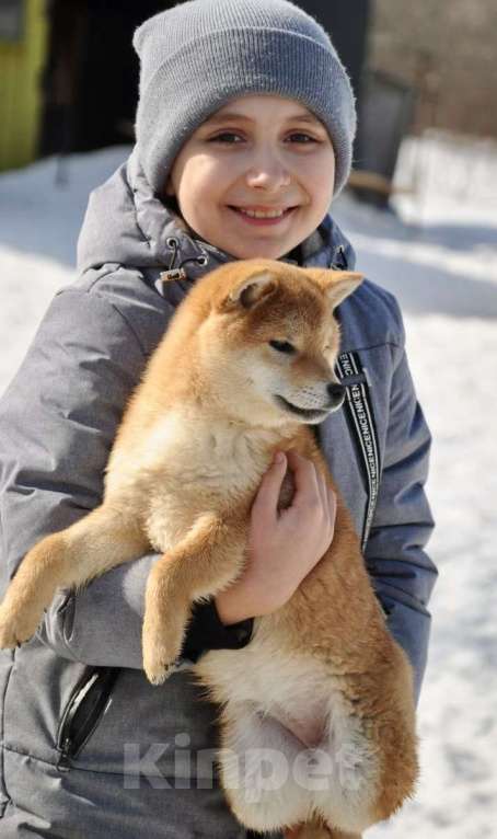 Собаки в Задонске: Щенок Сиба Девочка, 40 000 руб. - фото 3