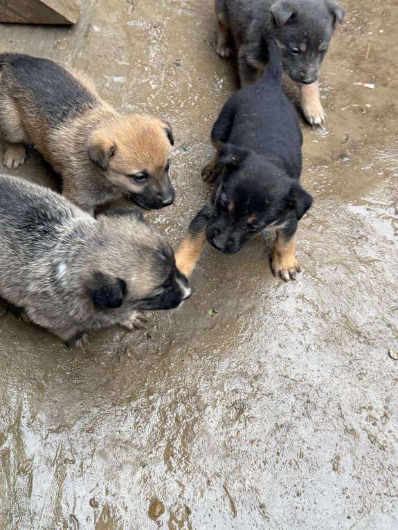 Собаки в других городах Крыма: Отдам 5 щенков в добрые руки Разнополые, Бесплатно - фото 4