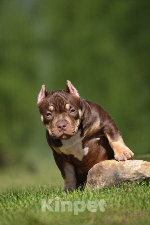Собаки в Москве: Булли американский щенок Девочка, Бесплатно - фото 2