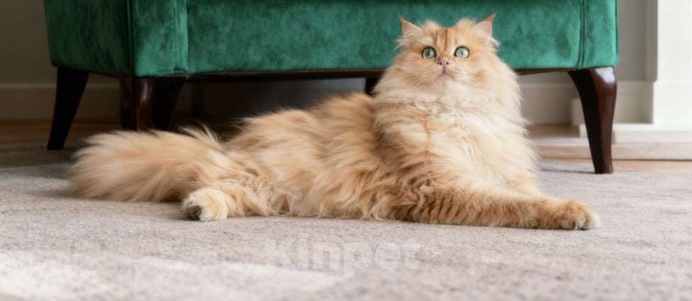 Кошки в Москве: Британский кот золотая шиншилла Мальчик, 50 000 руб. - фото 1