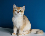 Кошки в Нерехте: Породистый британский котёнок Девочка, 40 000 руб. - фото 7