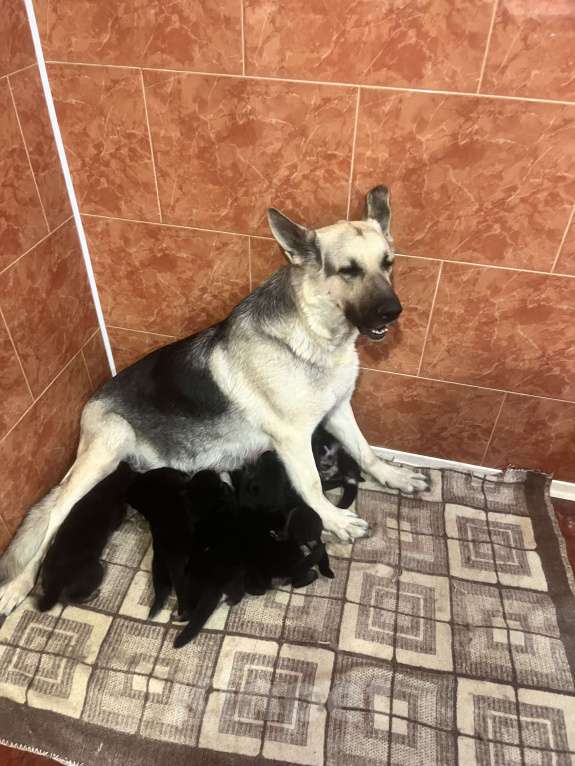 Собаки в других городах Краснодарского края: Продажа щенков ВЕО Мальчик, 20 000 руб. - фото 5