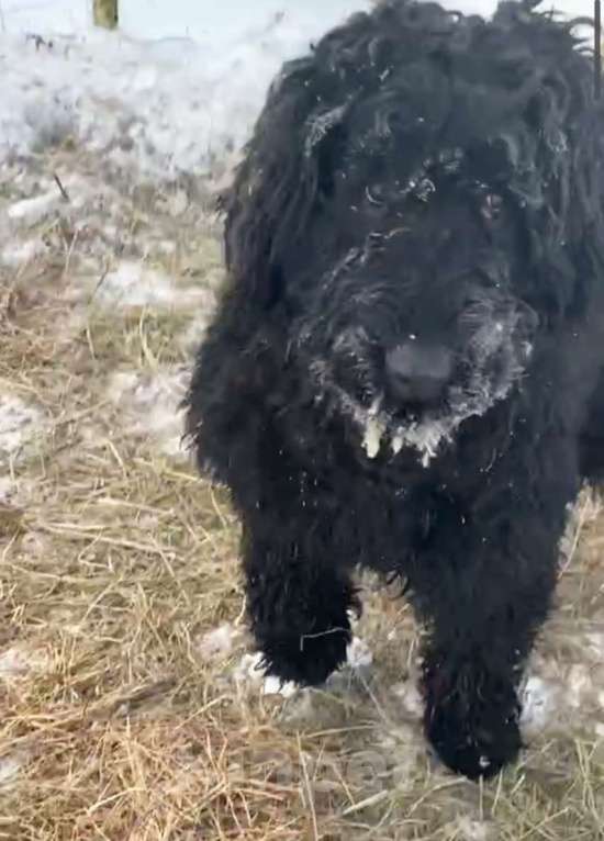 Собаки в Москве: Русский черный терьер в добрые руки Девочка, Бесплатно - фото 3